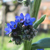 Common Bugloss(Alkanet)