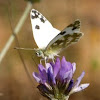 Bath White Butterfly on flower