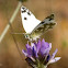 Bath White Butterfly on flower