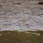 Solitary Sandpiper