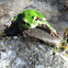 Pacific Tree frog