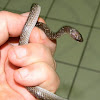 common wolf snake