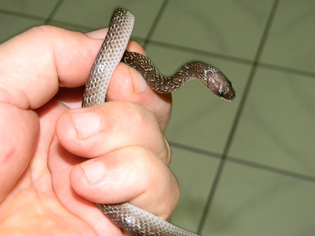 common wolf snake