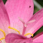 Cuban Zephyr Lily or the Pink Rain Lily