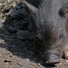 Wild Boar Piglet