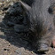 Wild Boar Piglet