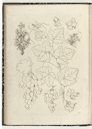 Drie wijnranken, twee druiventrossen en vier bladeren