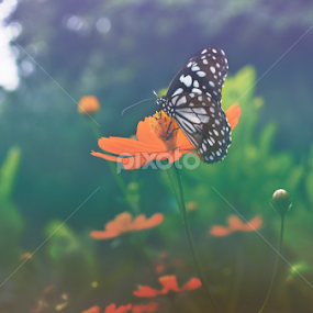 butterfly in  flower by Soumyakanti Pal - Animals Insects & Spiders