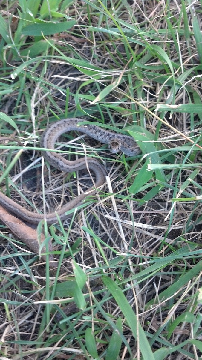 brown earth snake