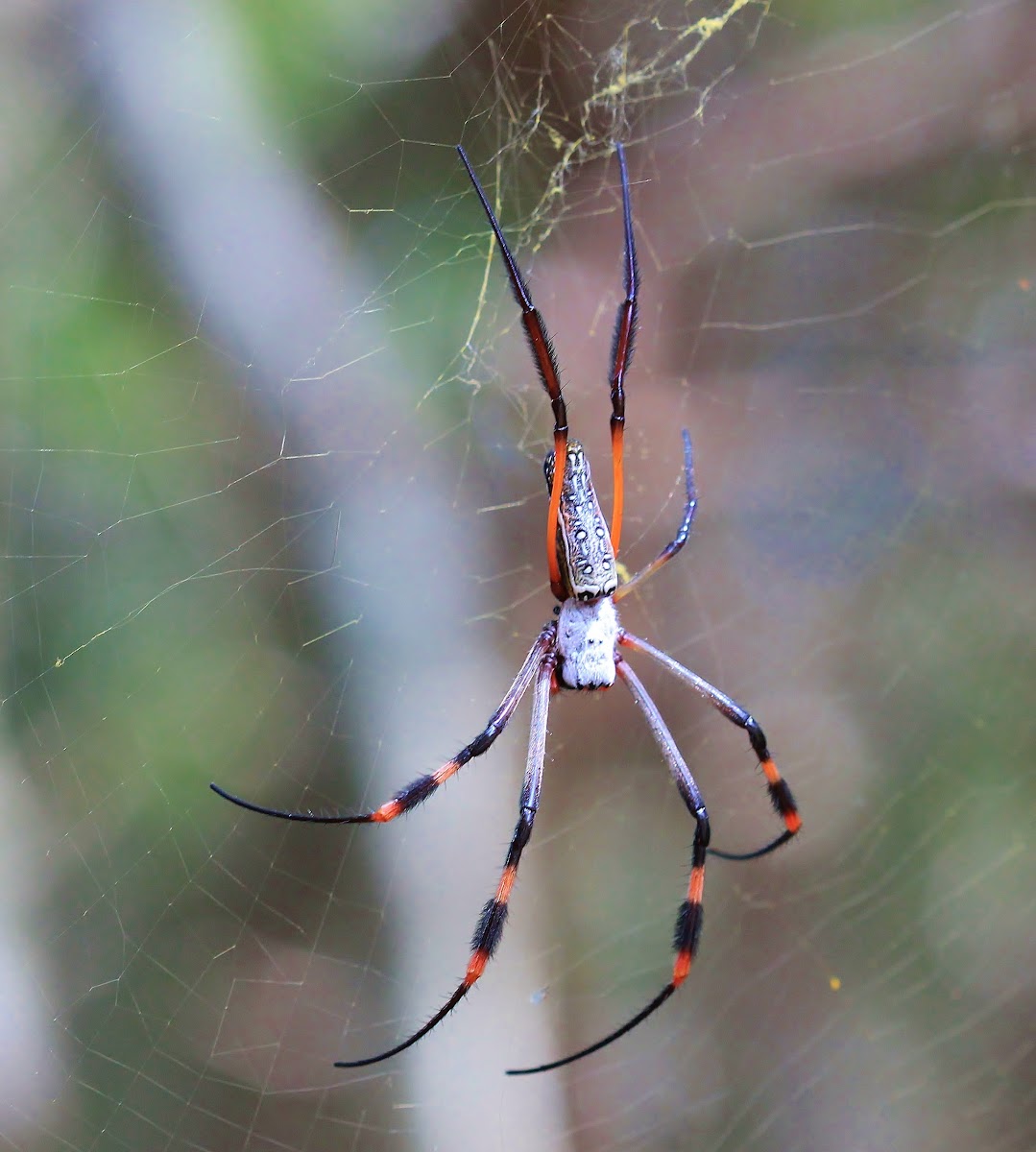 Banded-legged Golden Orb-web Spider