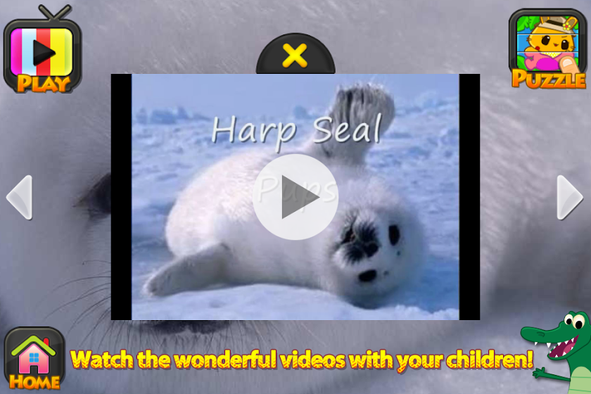 ABC SAFARI - VIDEOS &amp; PICTURES Screen 2
