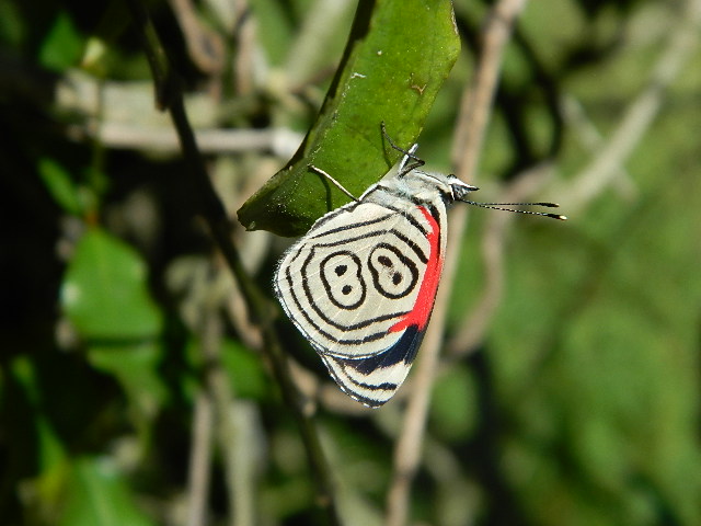 88 Butterfly