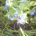 anchusa sempervirens