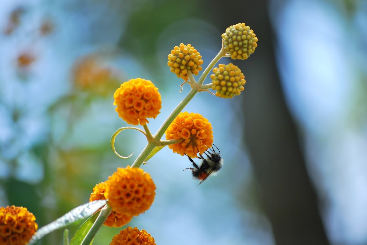 Bumble Bee on Orange Ball Tree
