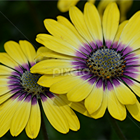 by Raymond Earl Eckert - Flowers Flower Gardens