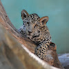 Jaguar (cubs)