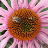 Honey Bee and Spotted Cucumber Beetle on Purple Coneflower