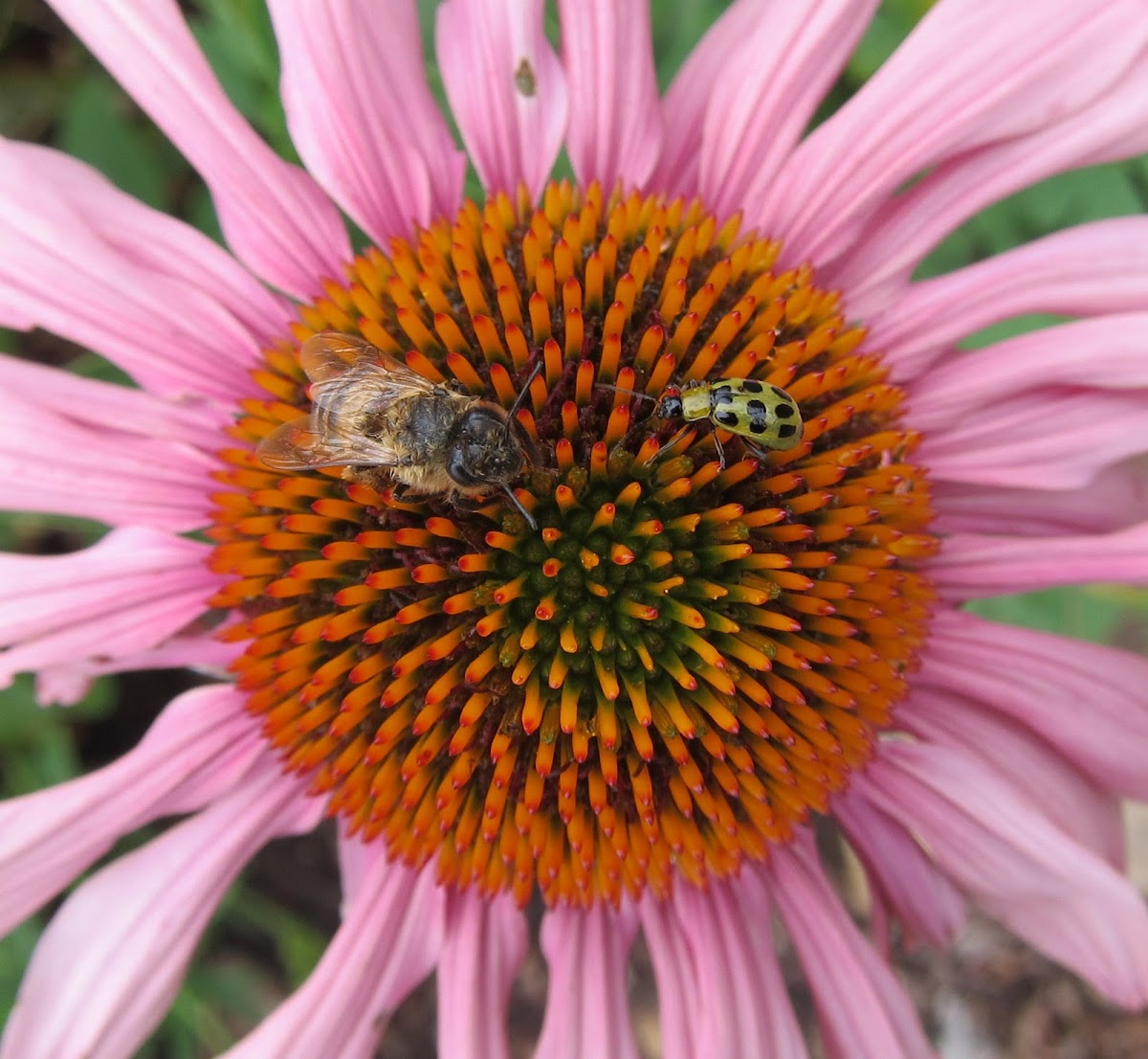 Honey Bee and Spotted Cucumber Beetle on Purple Coneflower