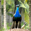 The Indian Peafowl