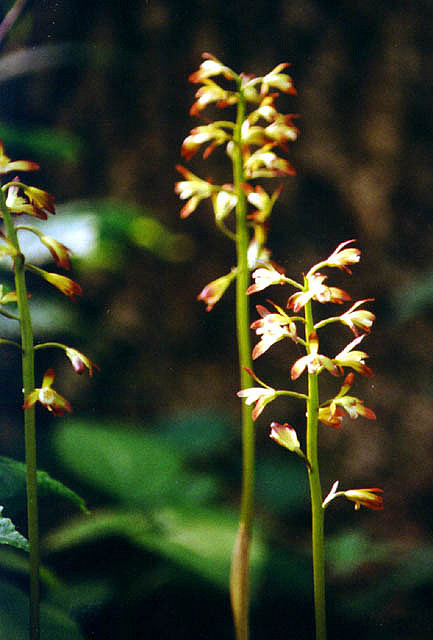 Adam and Eve Orchid, Puttyroot