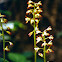 Adam and Eve Orchid, Puttyroot