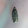 Black Twirler Moth