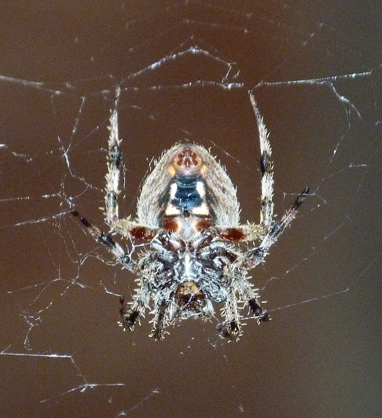 Barn Spider Project Noah