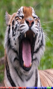 Free Animals Yawning 2 FREE APK