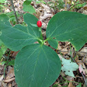 Red Trillium