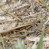 Coral-winged Grasshopper