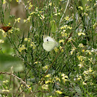 Cabbage White