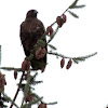 Red-tailed hawk (Dark Morph)