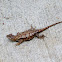 eastern fence lizard