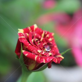 by Idham Nurrakhman - Flowers Single Flower