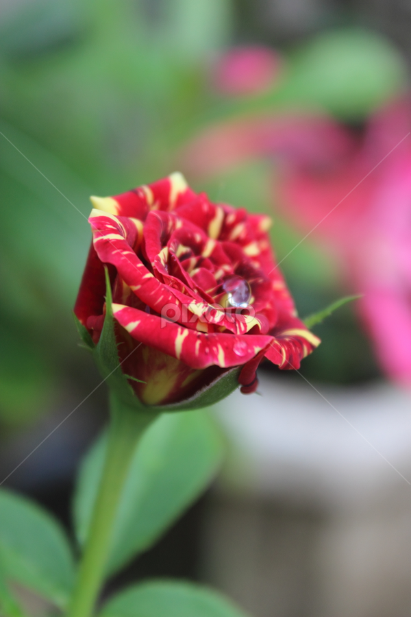 by Idham Nurrakhman - Flowers Single Flower