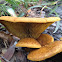 Jack-o-lantern mushrooms