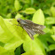Dark Branded Swift (Skipper Butterfly)
