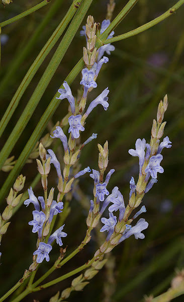Desert Lavender | Project Noah
