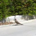 Northern Flicker