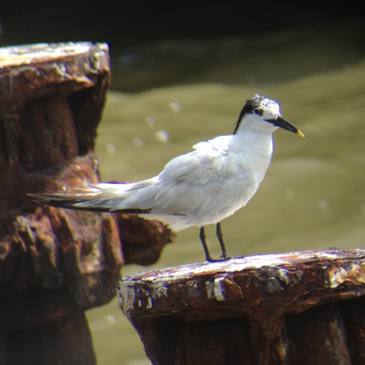 Sandwich Tern