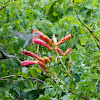 Ruby-throated Hummingbird