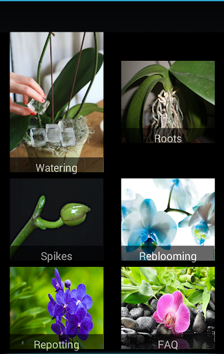 Orchid Care Guide