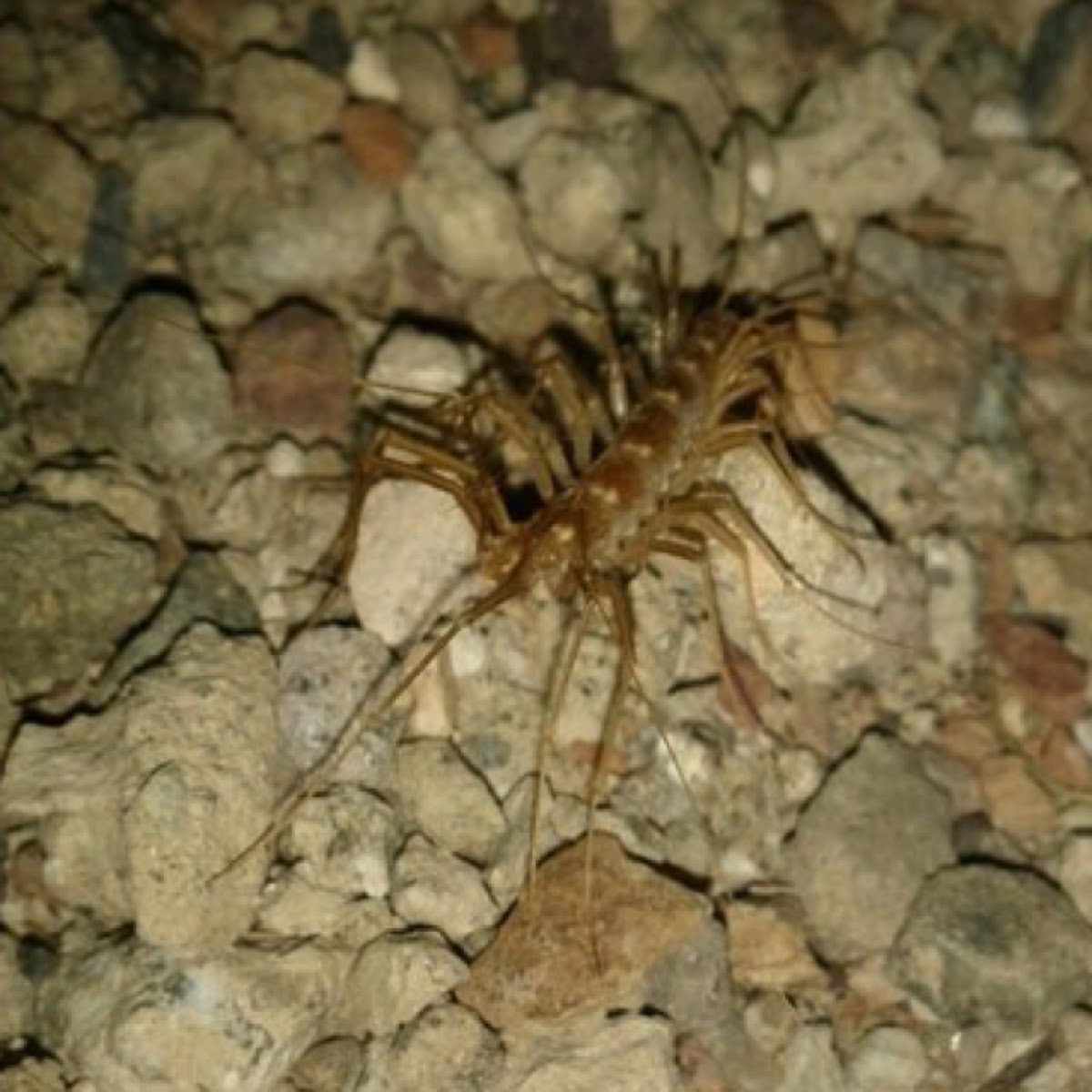 House Centipede.