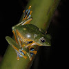 Reinwardt's tree frog