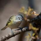 Blue-headed Vireo