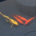 Koi/Gold fish