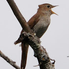 Common Nightingale, Ruiseñor común
