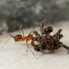 ant & spider