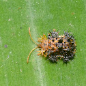 Spiny Leaf Beetle