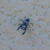 Jumping Spider